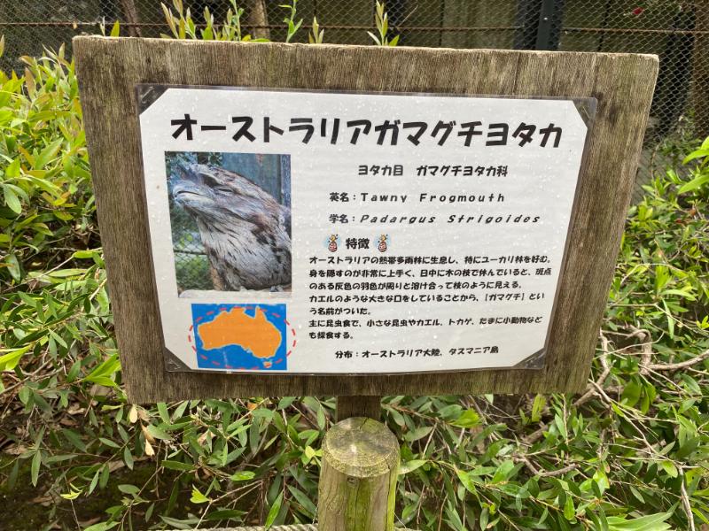 オーストラリアガマグチヨタカ